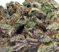 Buy Blackberry Kush