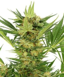 AK-47 Feminized Seeds