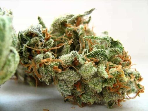 Buy Amnesia Haze