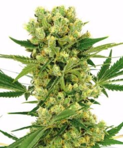 Amnesia Haze Feminized Seeds