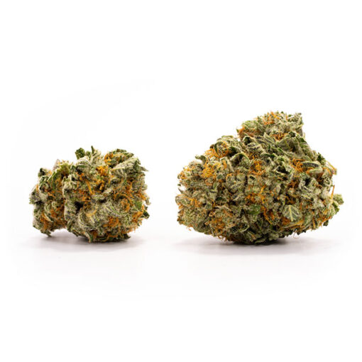Black Mamba - Image 3
