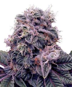 Blackberry Kush Feminized Seeds