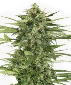 Blue Cheese Autoflowering Seeds