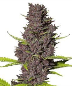 Blue Dream Feminized Seeds