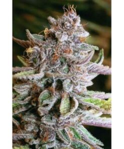 Blueberry Autoflower Seeds