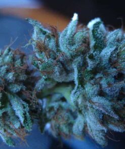 Buy Blueberry Kush