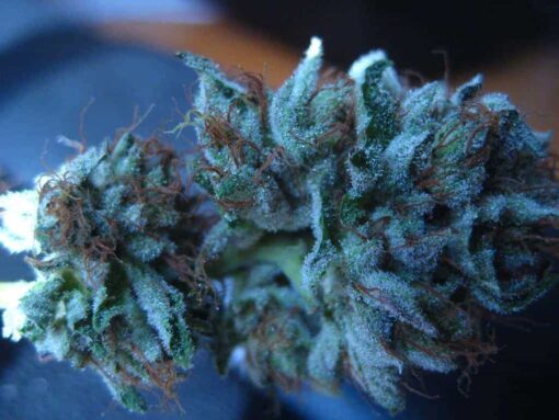 Buy Blueberry Kush