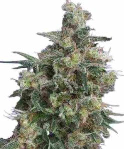 Bubba Kush Feminized Seeds