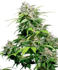 California Indica Regular Seeds