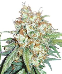 Cherry Pie Kush Feminized Seeds