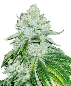 Gelato Feminized Seeds
