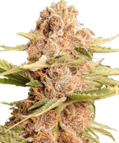 Girl Scout Cookies Feminized Seeds