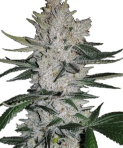 Gorilla Glue Feminized Seeds