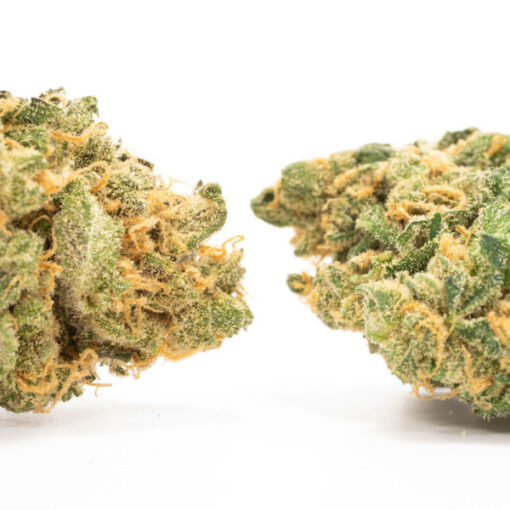 Hash Plant - Image 2