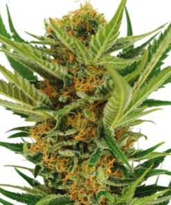 Jack Herer Feminized Seeds