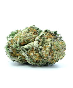 Jamaican