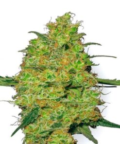 Master Kush Regular Seeds