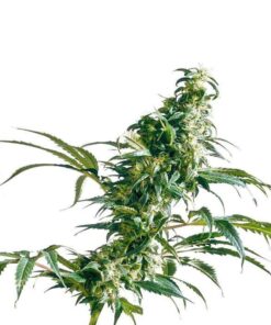 Mexican Sativa Regular Seeds