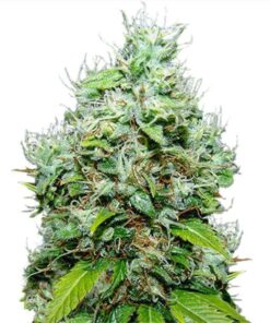 NYC Diesel Feminized Seeds