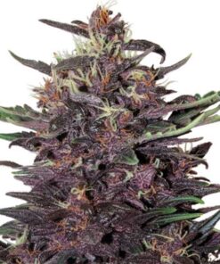 Purple Kush Feminized Seeds