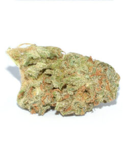 Power Plant