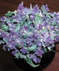 Buy Purple Haze