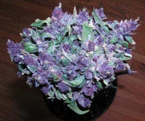 Buy Purple Haze