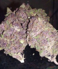 Buy Purple Kush