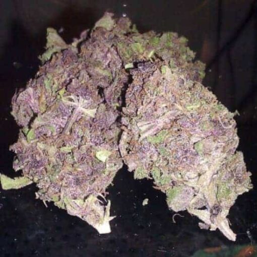 Buy Purple Kush