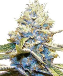 Skywalker OG Feminized Seeds