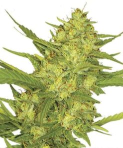 Sour Diesel Feminized Seeds