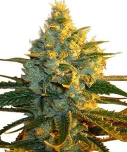 Super Lemon Haze Feminized Seeds