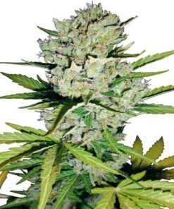 Super Skunk Autoflower Seeds