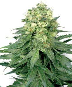 White Widow Feminized Seeds