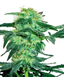 White Ice Regular Seeds