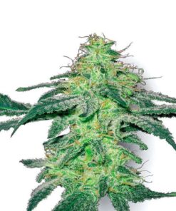 White Skunk Regular Seeds
