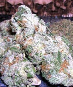 Buy White Widow