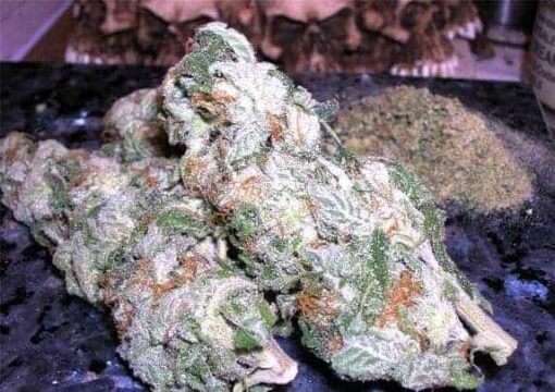 Buy White Widow