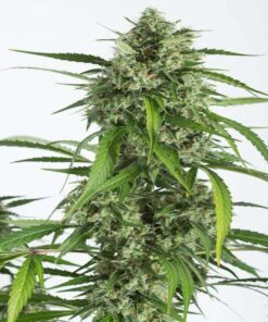 White Widow XXL Autoflowering Seeds