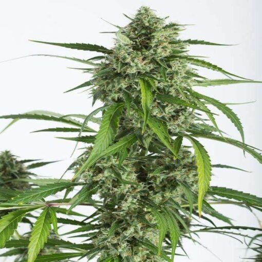 White Widow XXL Autoflowering Seeds