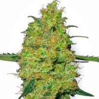 Buy Master Kush
