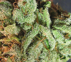 Buy Obama Kush