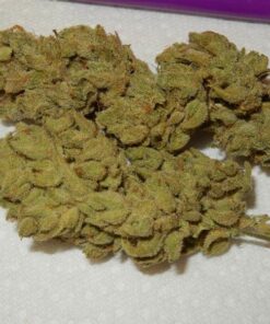 Buy Gorilla Glue