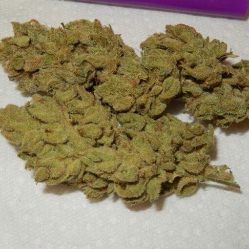Buy Gorilla Glue