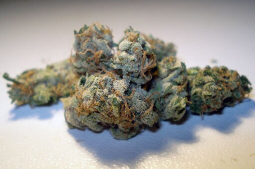 Buy Sensi Star