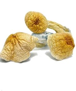 Buy African Transkei Magic Mushrooms