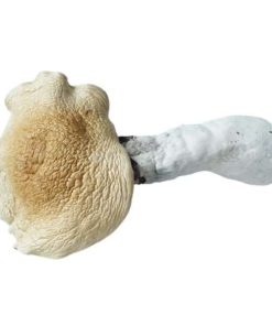Buy B+Cubensis Magic Mushrooms