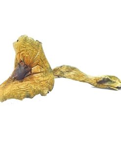 Buy Brazilian Cubensis Magic Mushrooms
