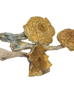 Buy Burmese Magic Mushrooms