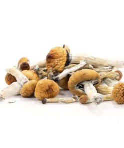 Buy Golden Teacher Magic Mushrooms